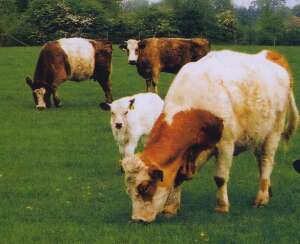 cattle without foot and mouth
