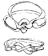 Drawing of two sub-pairs of ring