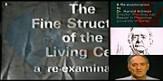 Stills from Harold Hillman's films, including 'The Living Cell'