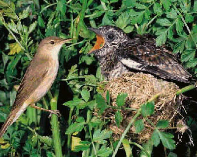 Cuckoo chick begging for food from its host