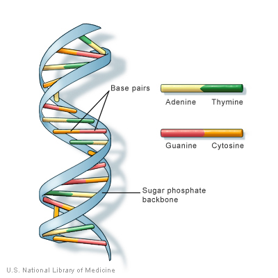 Structure of DNA