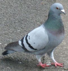 A pigeon