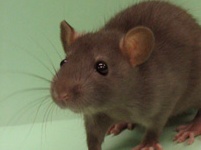 Norwegian Rat